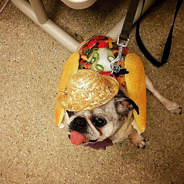 tacodog