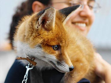 10 Wild  Animals  That are Domesticated  as Pets Wow Amazing