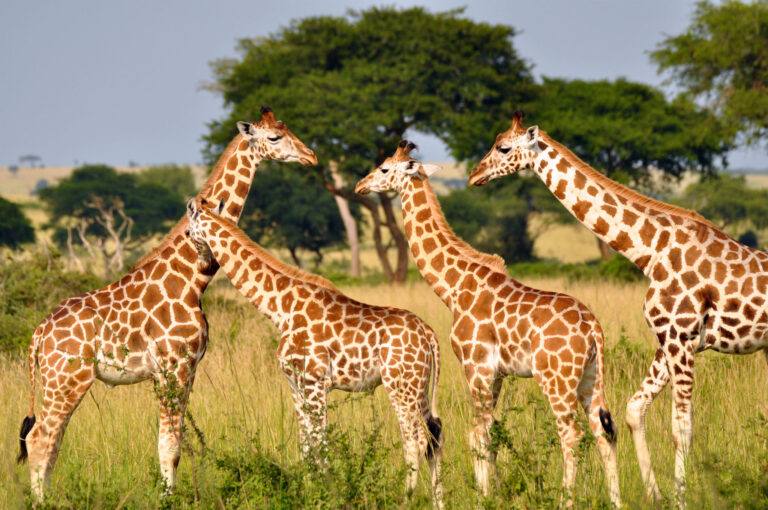 Ever Wonder How Giraffes Sleep? Here is the Answer