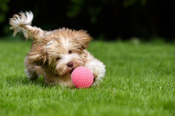 55 Photos of Playful Puppies That Will Pump Up Your Day