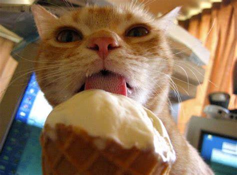 Cute Cats Caught Doing Bizarre Things