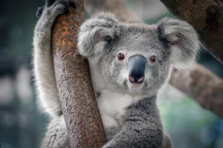Adorable Facts You Need to Know About the Koala