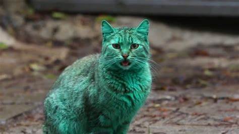 Green Cat Discovered in Bulgaria