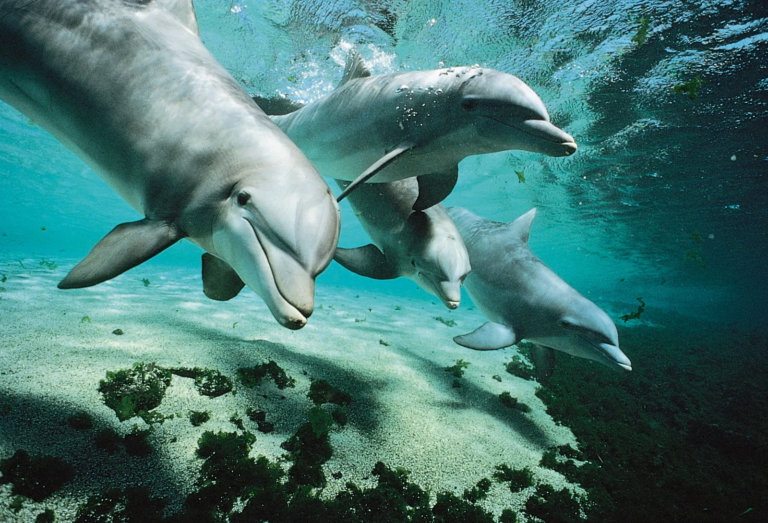 18 Cool and Cute Facts About Dolphins …Are They Smarter Than Us?