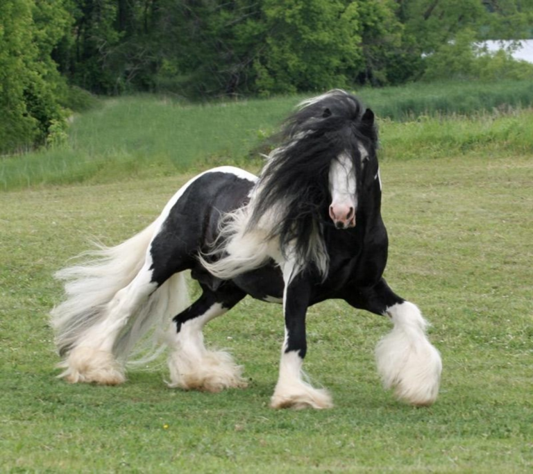 Adorable Photos of Miniature Horses from Around the Globe