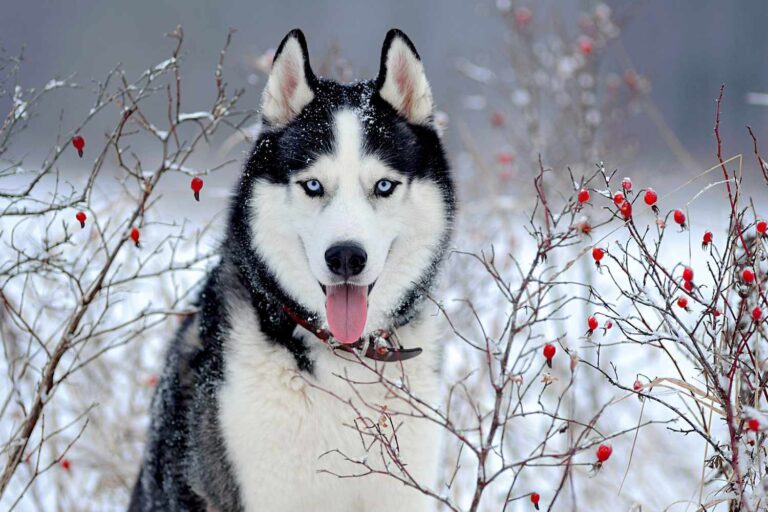 7 Breeds of Domesticated Dogs That Resemble Wolves