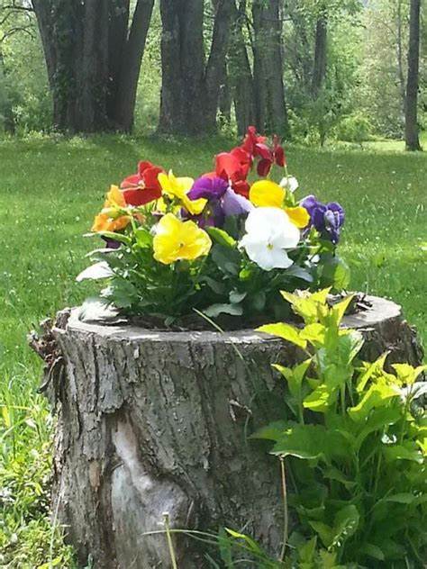 How To Turn Old Tree Stumps Into Unique Flower Planters