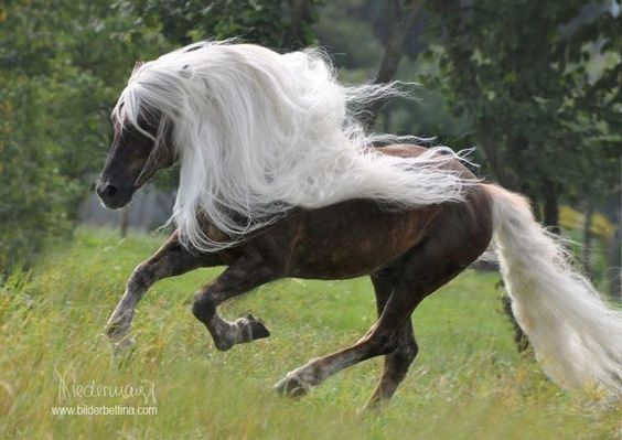 18 Photos of Really Adorable Horses