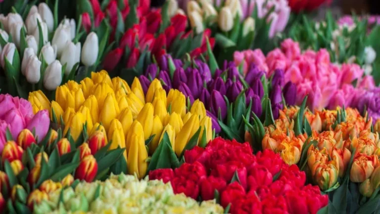 The Most Stunning Flowers in the World