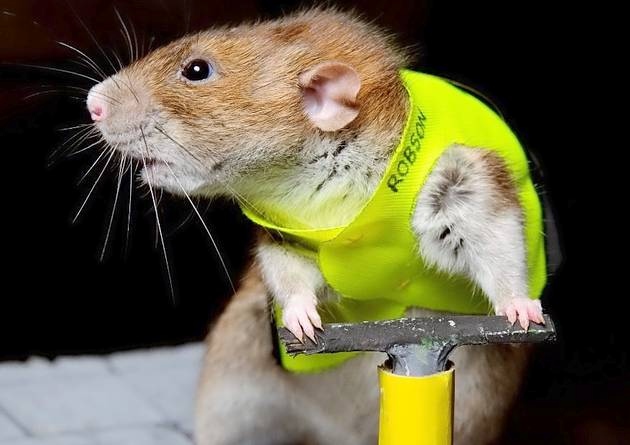 Image result for animal construction worker