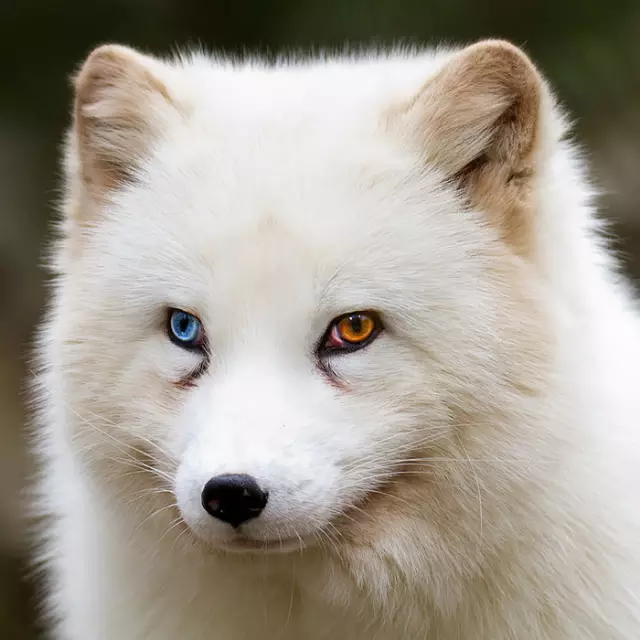 White Wolf