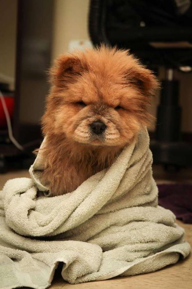 chow chow puppy cute