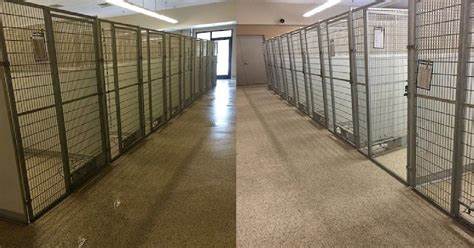 Why Kennels in Ohio Animal Shelter Are All Empty …Fantastic Reason!