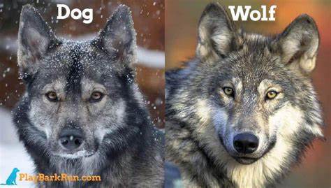 Dog Breeds That Look Like Wolves and Facts About Them