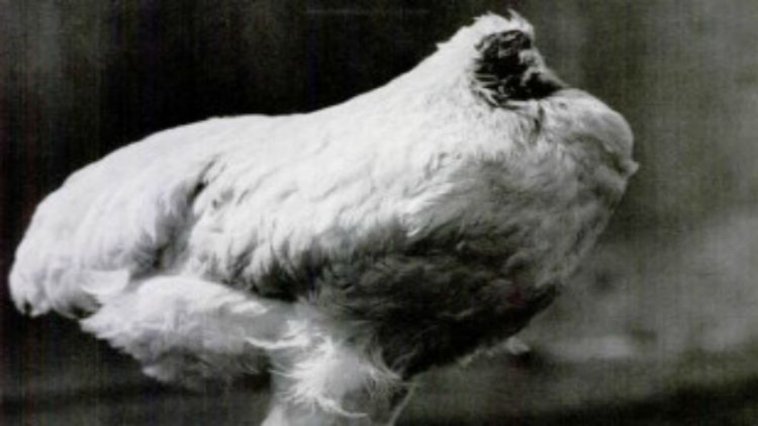 Miracle Mike: The Chicken That Lived for Almost 2 Years After Its Head Was Chopped Off