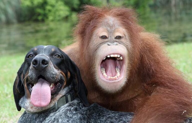 Suryia the Orangutan and Roscoe the Hound: A Story of True Friendship
