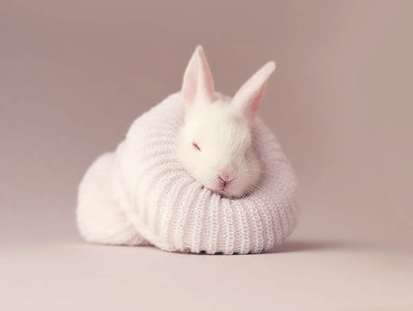 A Cute Baby Rabbit Grows up in Front of Your Eyes