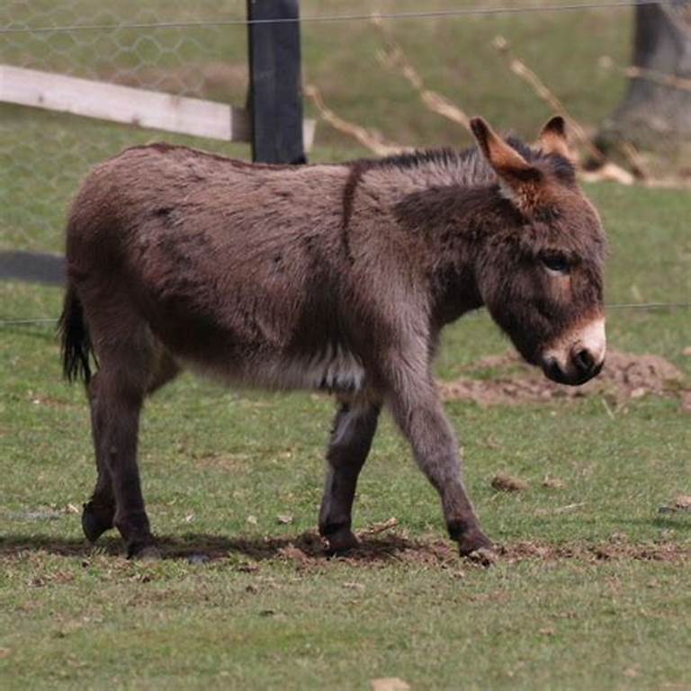 KneeHi, The World’s Shortest Donkey is Beyond Cute
